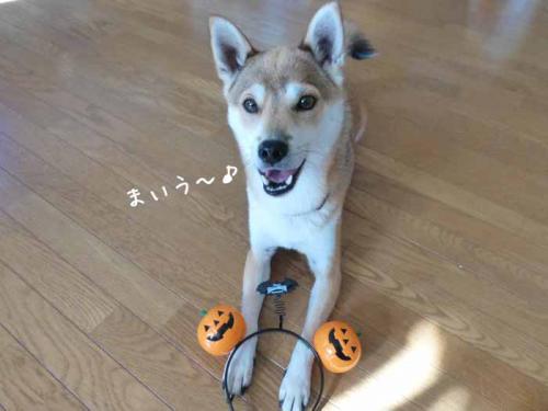 P1080435+AZUKI.jpg
