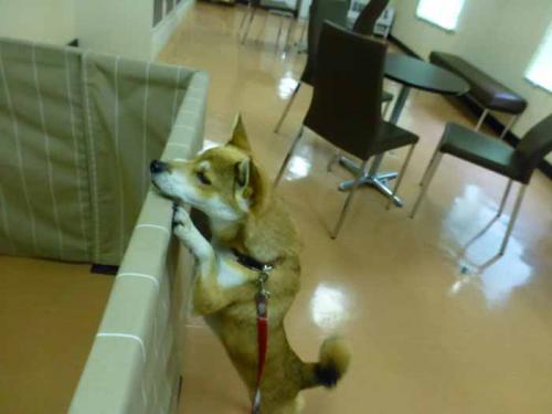 P1080456+AZUKI.jpg