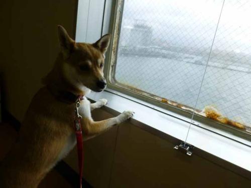 P1080459+AZUKI.jpg