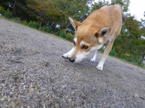 P1080475+AZUKI.jpg