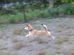 P1080504+AZUKI.jpg