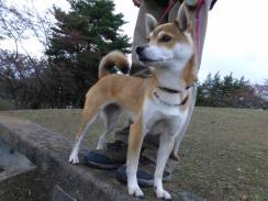 P1080545+AZUKI.jpg