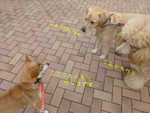 P1080621+AZUKI.jpg
