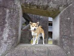 P1080643+AZUKI.jpg