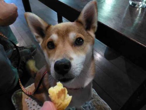 P1080726+AZUKI.jpg