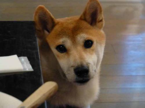 P1080729+AZUKI.jpg
