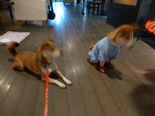 P1080735+AZUKI.jpg