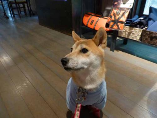 P1080764+AZUKI.jpg