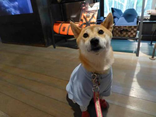 P1080768+AZUKI.jpg