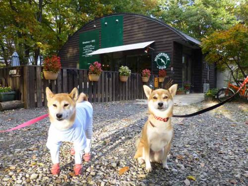 P1080785+AZUKI.jpg