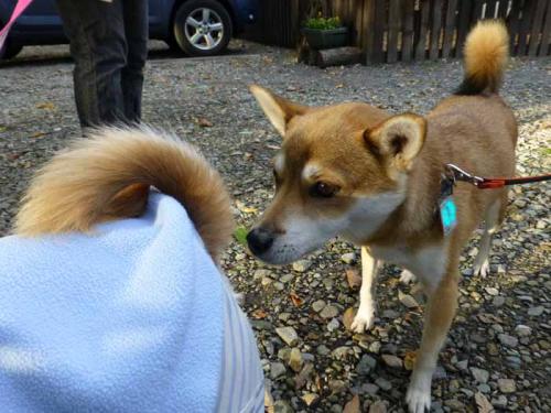 P1080791+AZUKI.jpg