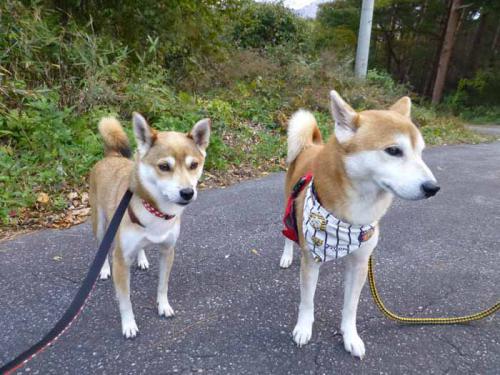 P1080801+AZUKI.jpg