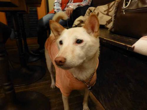 P1090316+AZUKI.jpg