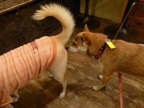 P1090345+AZUKI.jpg