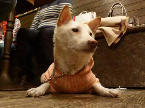 P1090356+AZUKI.jpg