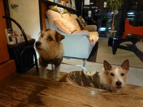 P1090363+AZUKI.jpg