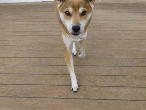 P1090588+AZUKI.jpg