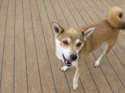 P1090589+AZUKI.jpg