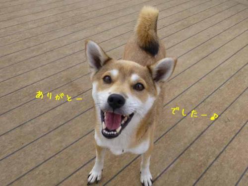 P1090593+AZUKI.jpg
