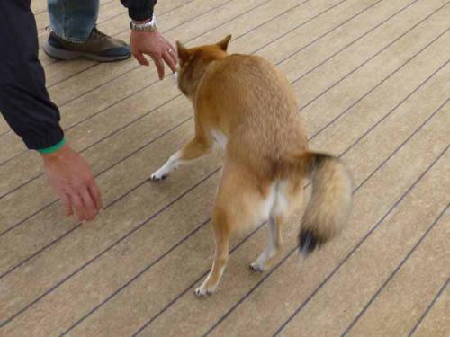 P1090595+AZUKI.jpg