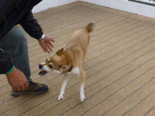 P1090596+AZUKI.jpg