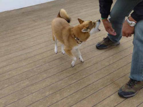 P1090598+AZUKI.jpg