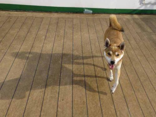 P1090605+AZUKI.jpg