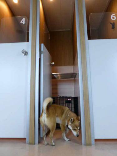 P1090611+AZUKI.jpg