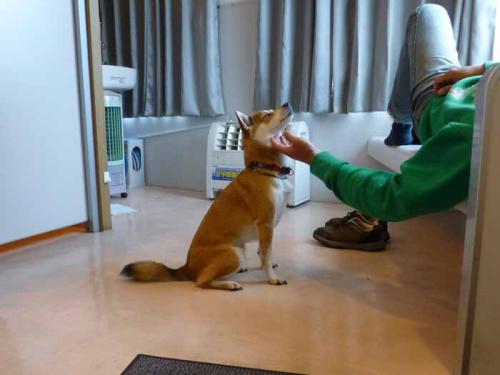 P1090623+AZUKI.jpg
