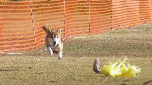 P1090662+AZUKI.jpg