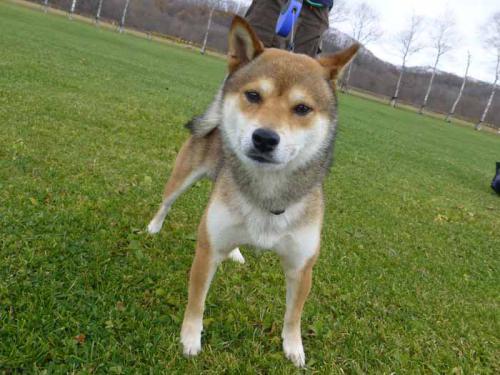 P1090716+AZUKI.jpg