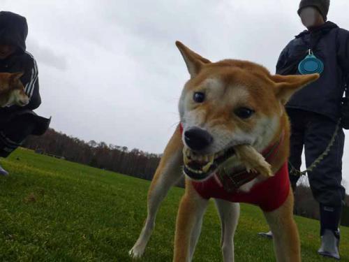 P1090737+AZUKI.jpg