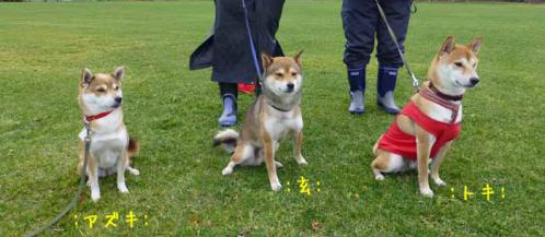 P1090755+AZUKI.jpg