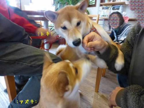 P1090860+AZUKI.jpg