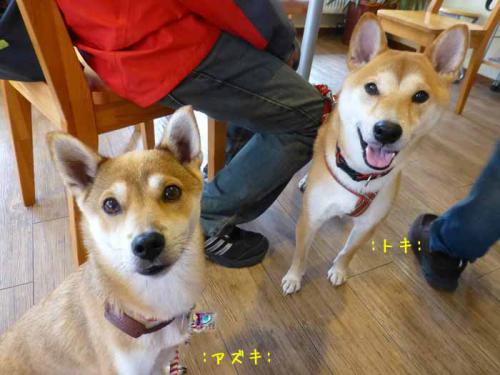 P1090880+AZUKI.jpg