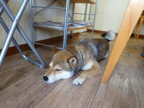 P1090887+AZUKI.jpg