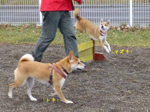 P1090901+AZUKI.jpg