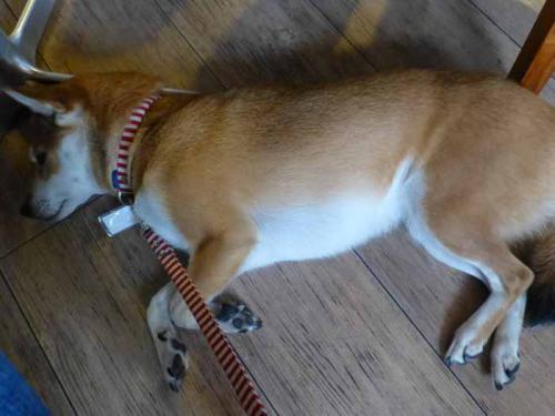 P1090986+AZUKI.jpg