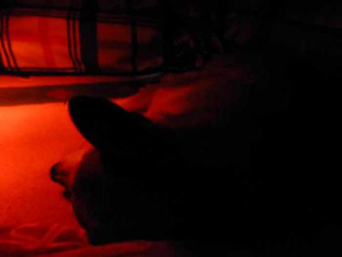P1100293+AZUKI.jpg