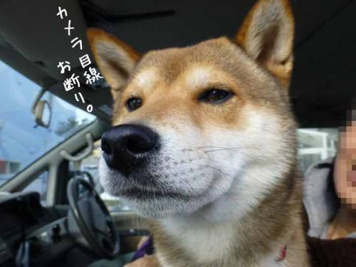 P1100842+AZUKI.jpg