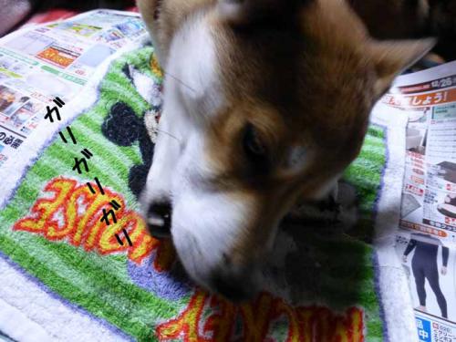 P1100988+AZUKI.jpg
