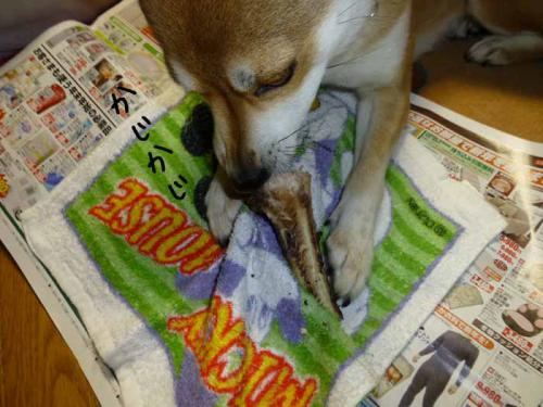P1100989+AZUKI.jpg