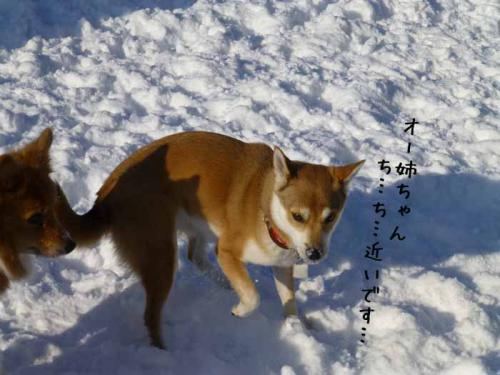 P1110050+AZUKI.jpg