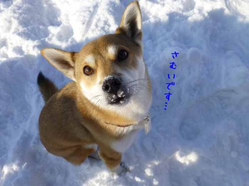 P1110075+AZUKI.jpg