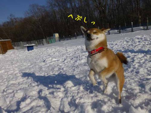 P1110110+AZUKI.jpg
