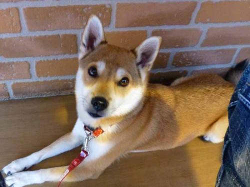 P1110215+AZUKI.jpg