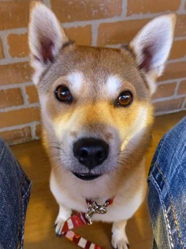 P1110222+AZUKI.jpg