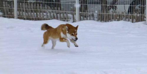 P1110239+AZUKI.jpg