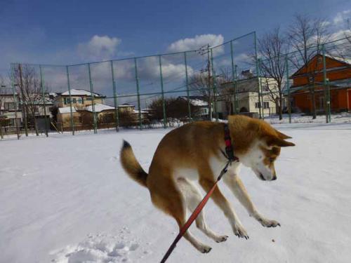 P1110300+AZUKI.jpg