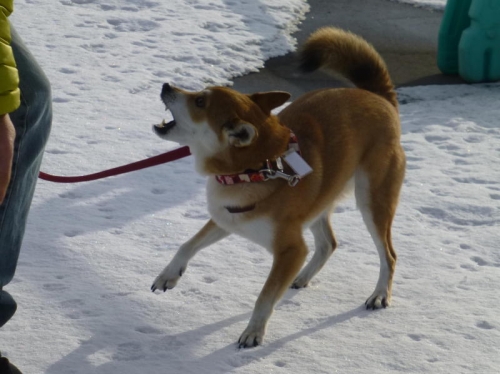 P1160123_AZUKI.jpg